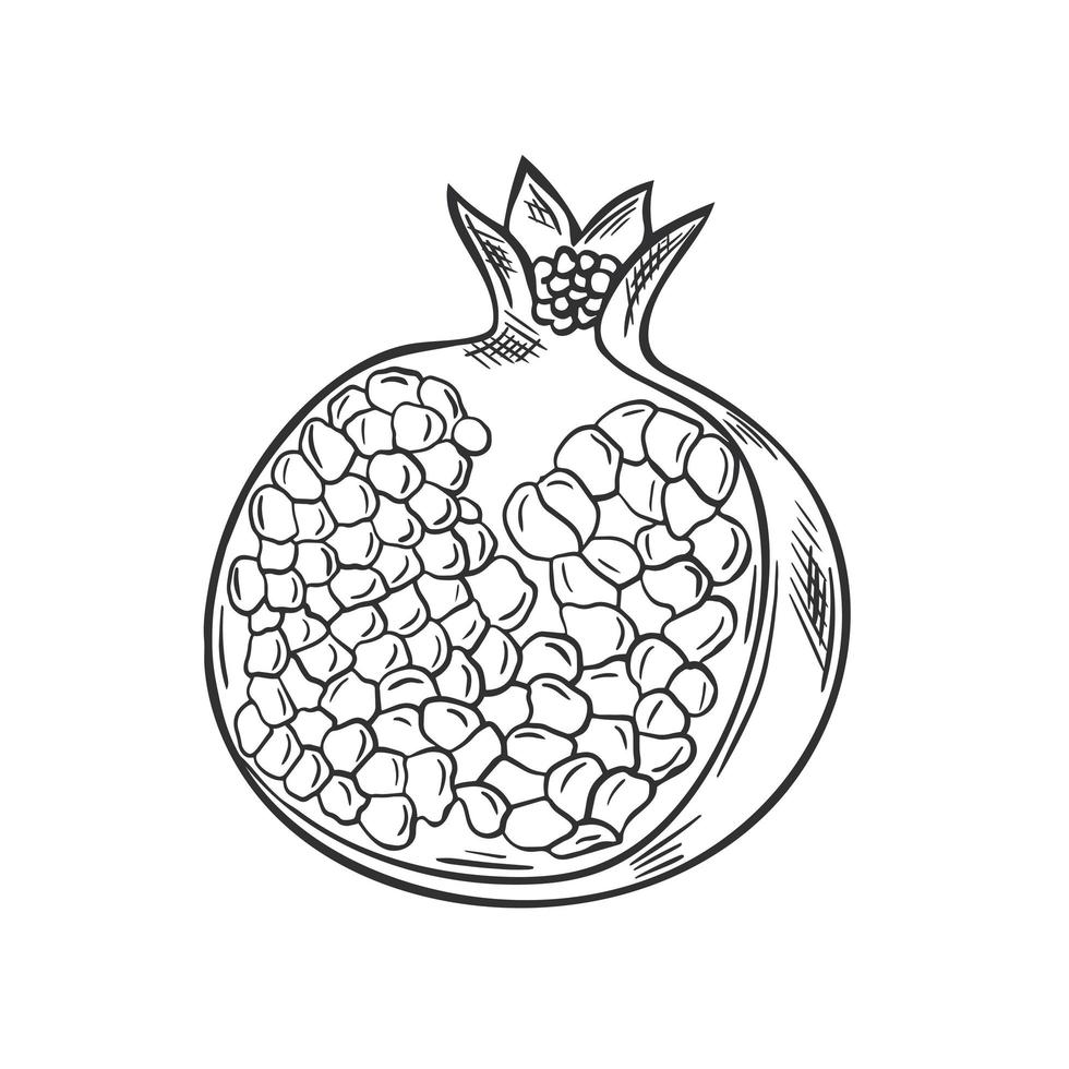 Broken pomegranate fruit hand drawn vintage sketch vector