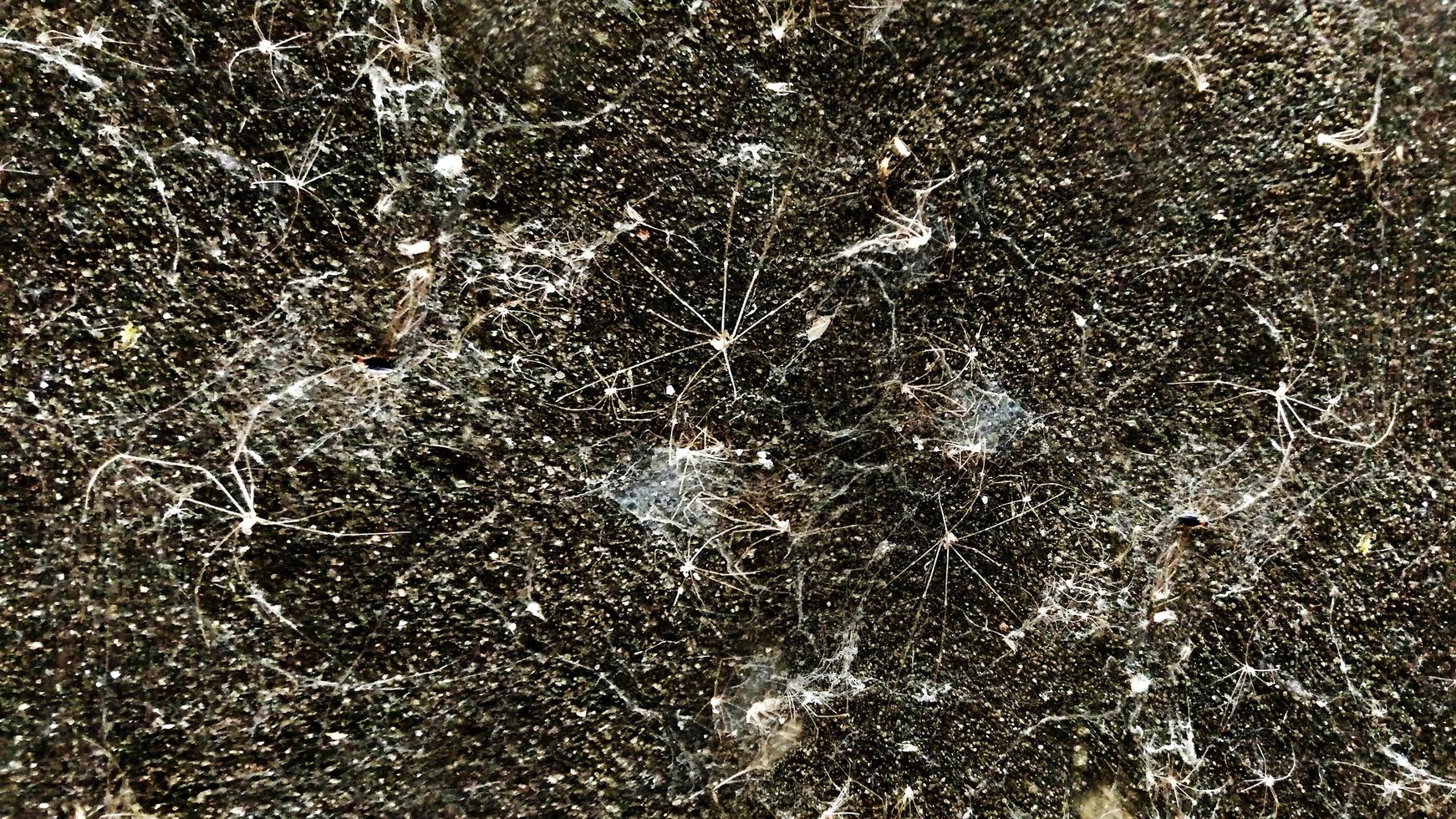 old cobwebs texture photo