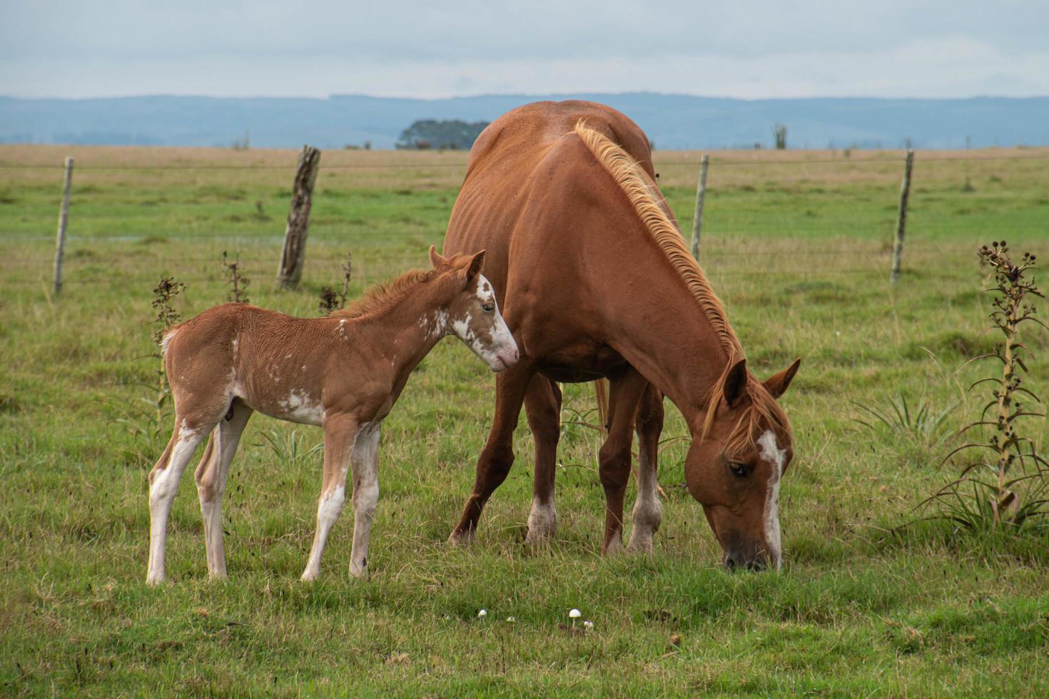 Horses in a farm photo