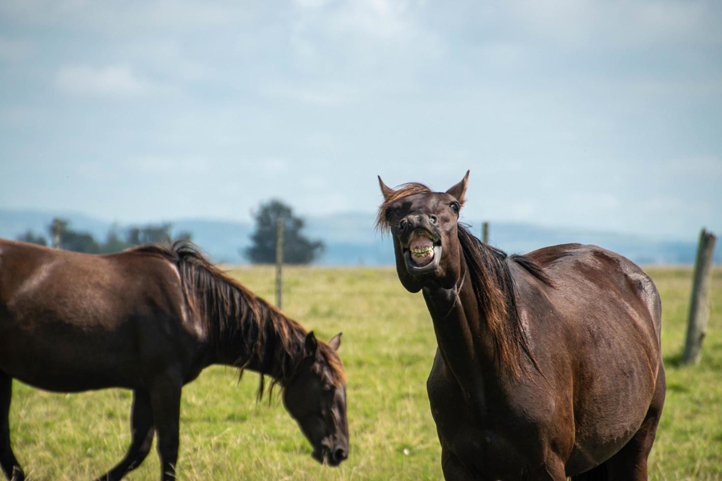 caballos en una granja foto