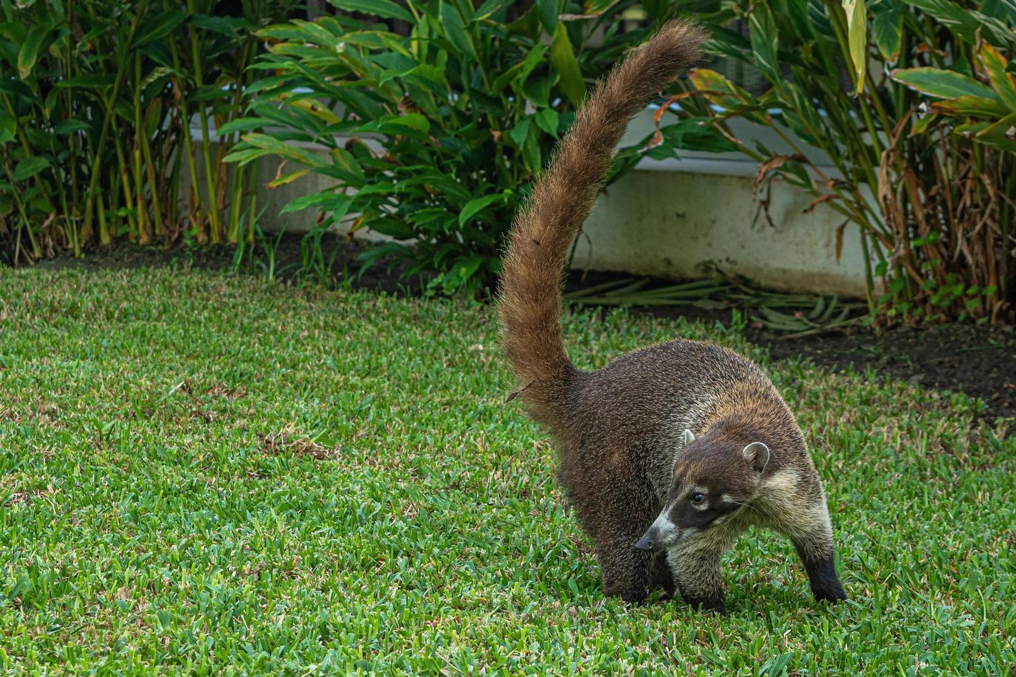 lindo animal en el jardín foto