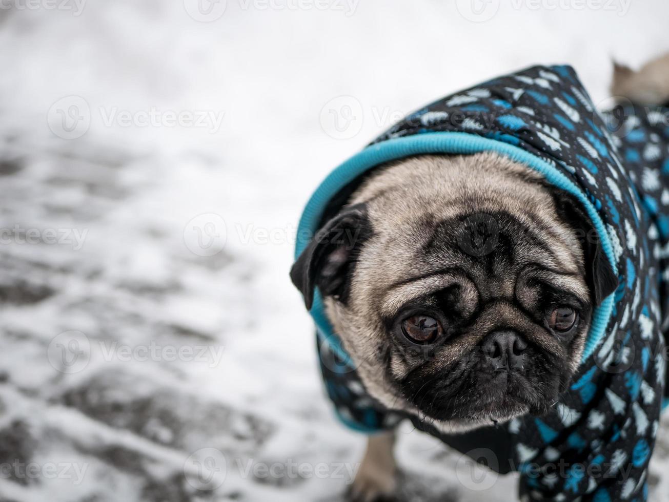 small dog pug in jacket photo