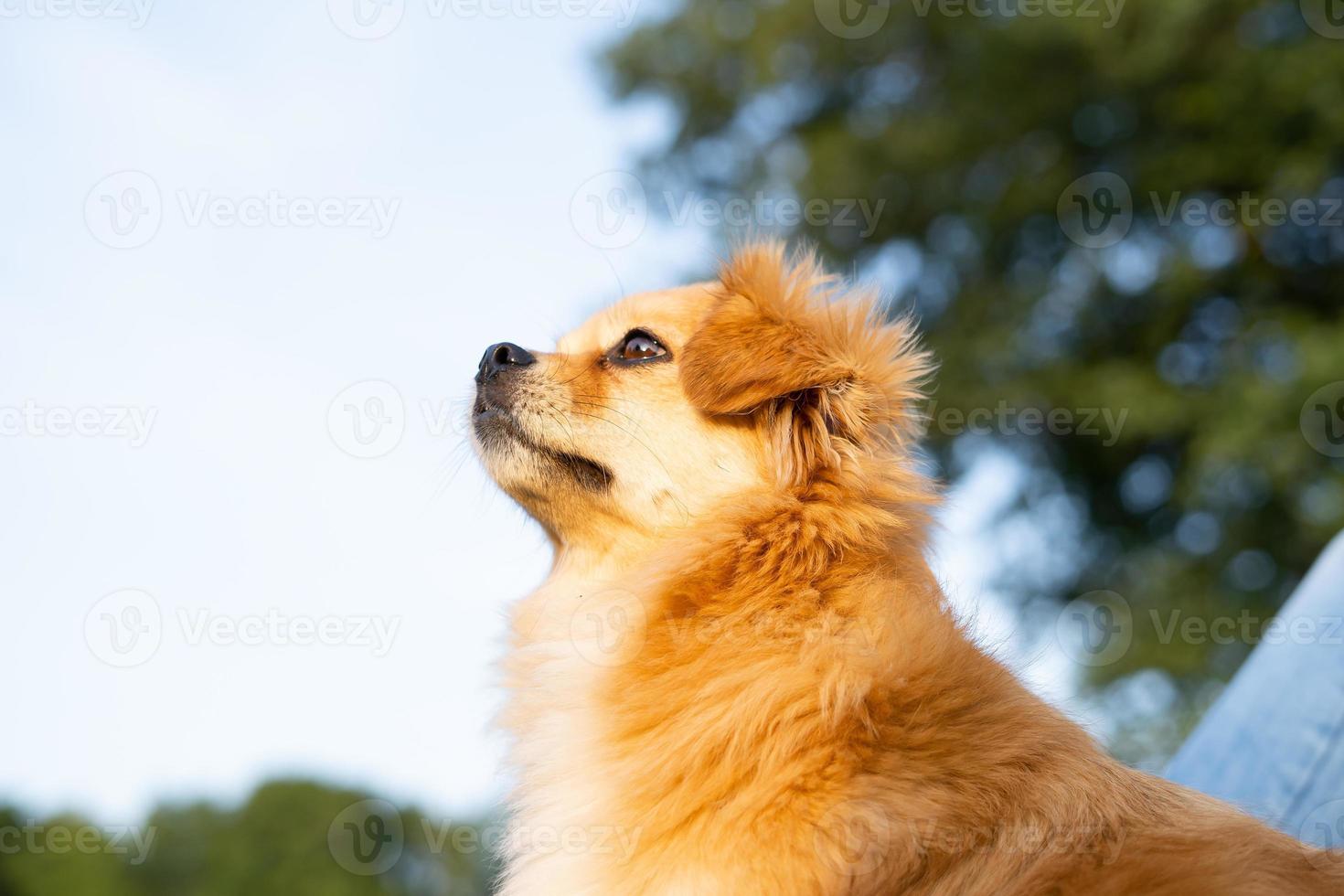 red dog looks into the distance against the background of nature. photo