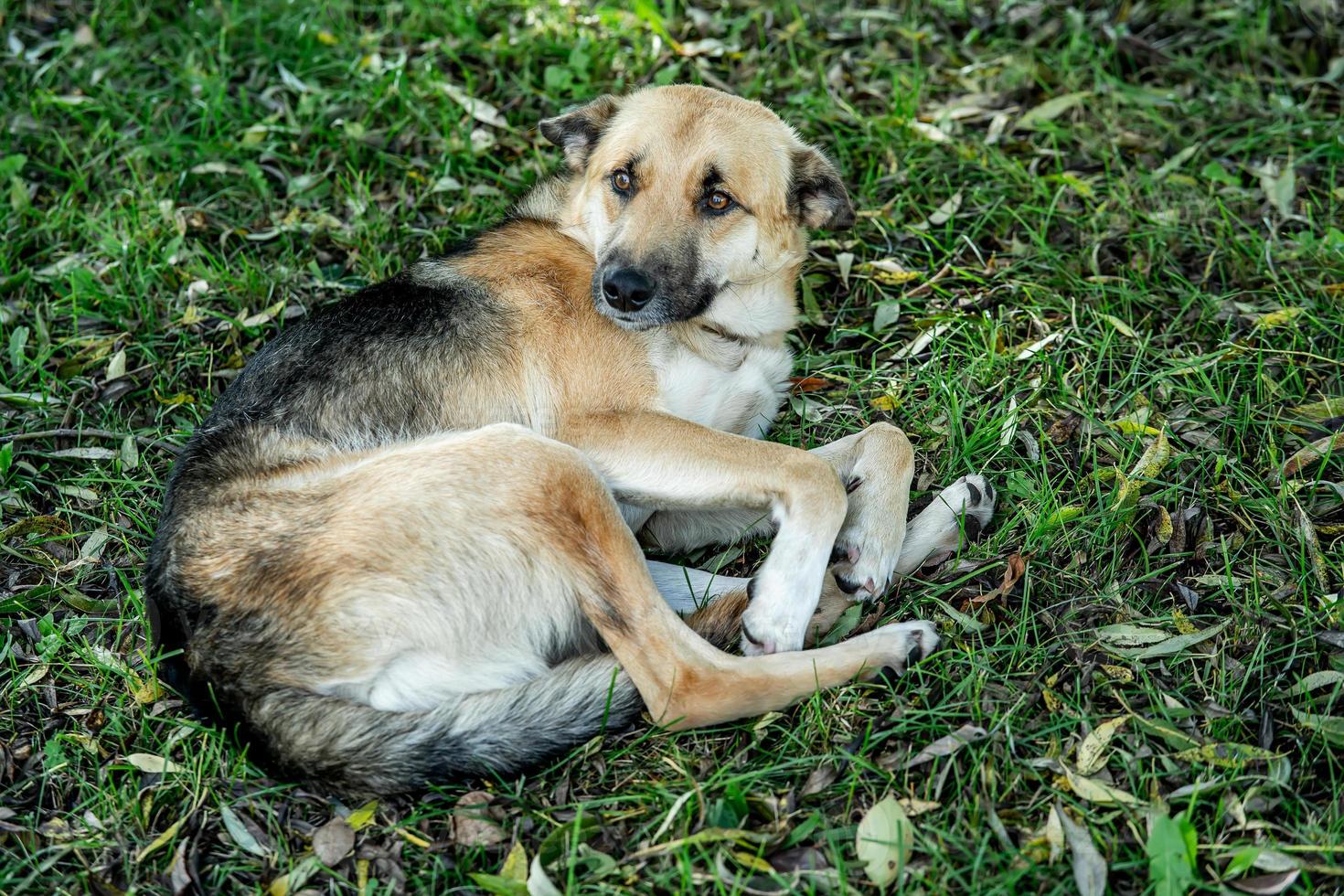 a red-haired stray dog is lying on the grass photo