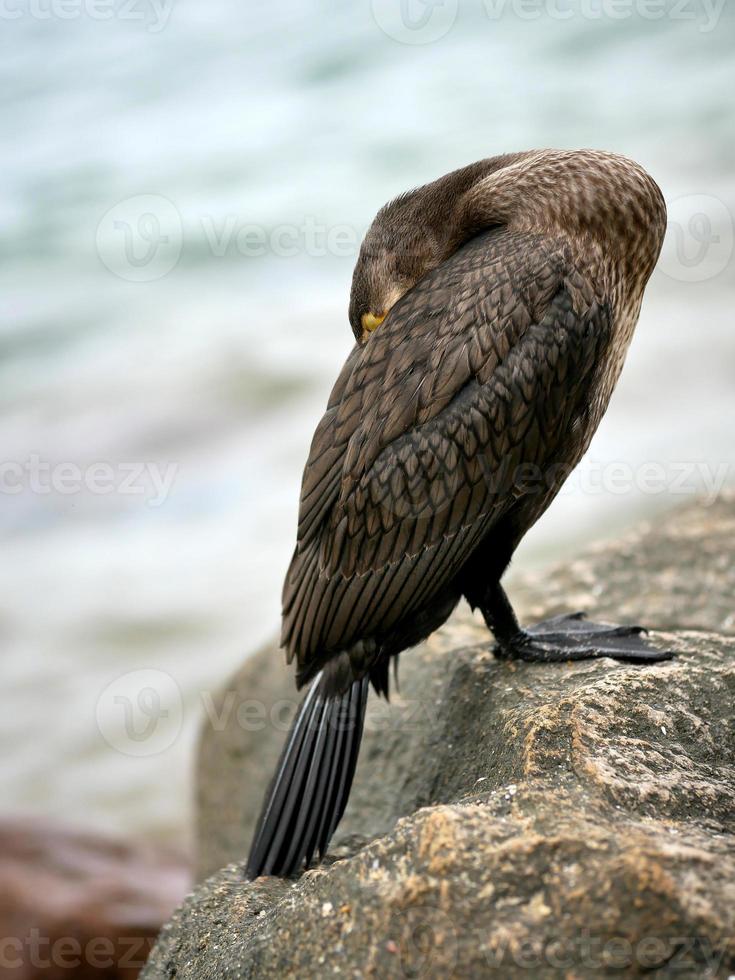 cormorant freezing cold close-up standing on the stone photo