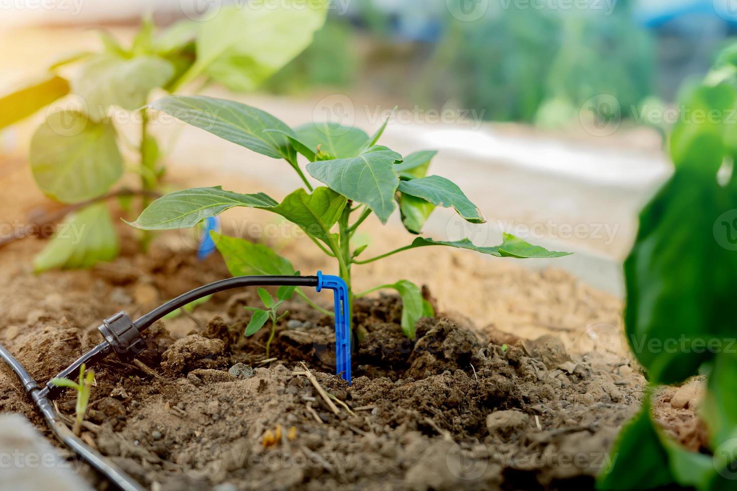 Drip irrigation in the greenhouse for peppers close-up photo