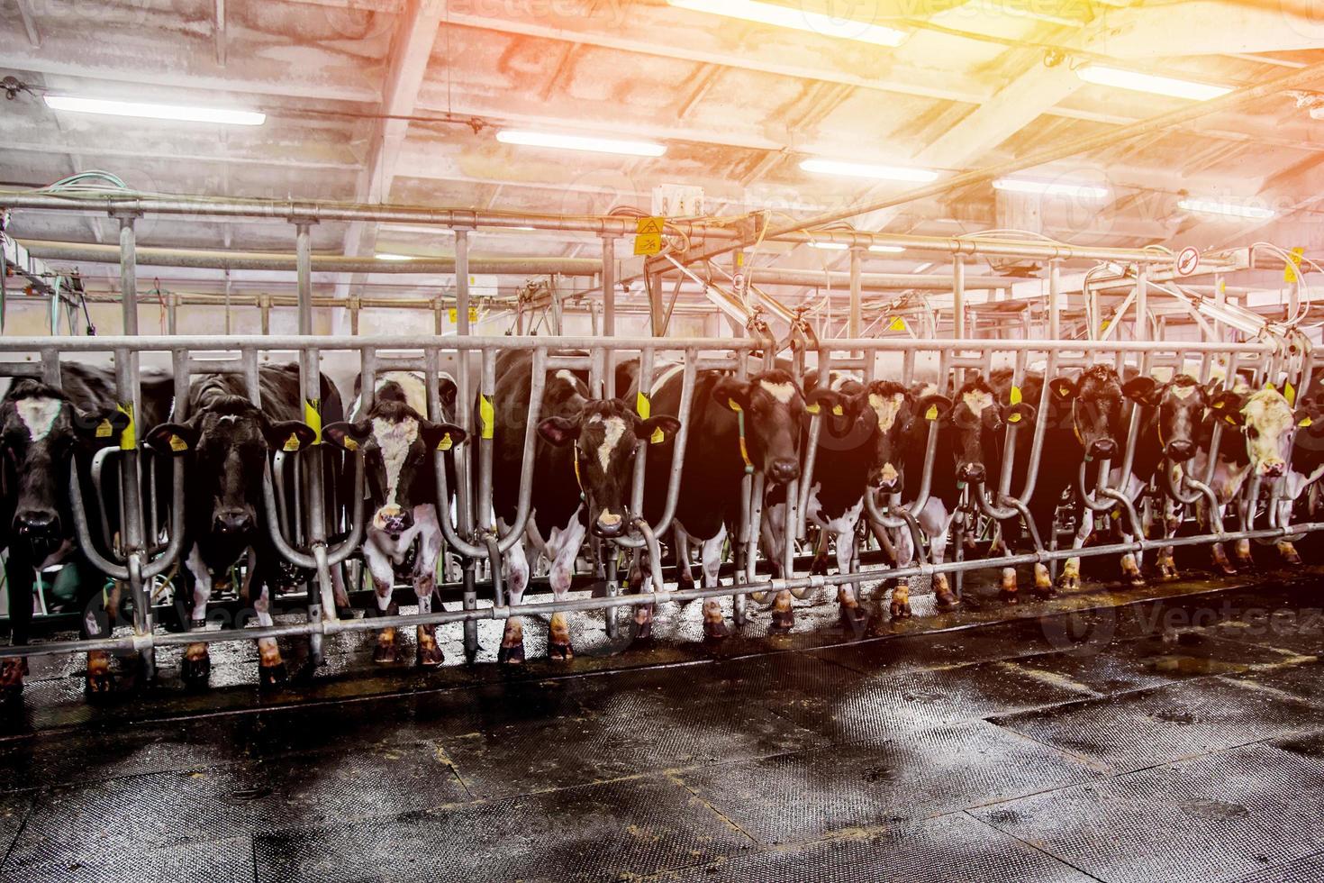 herds of cows in the milking parlor on the farm photo