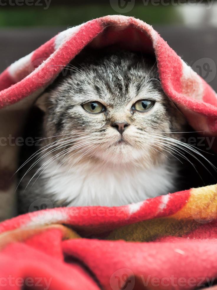 kitten wrapped in a blanket from the cold photo