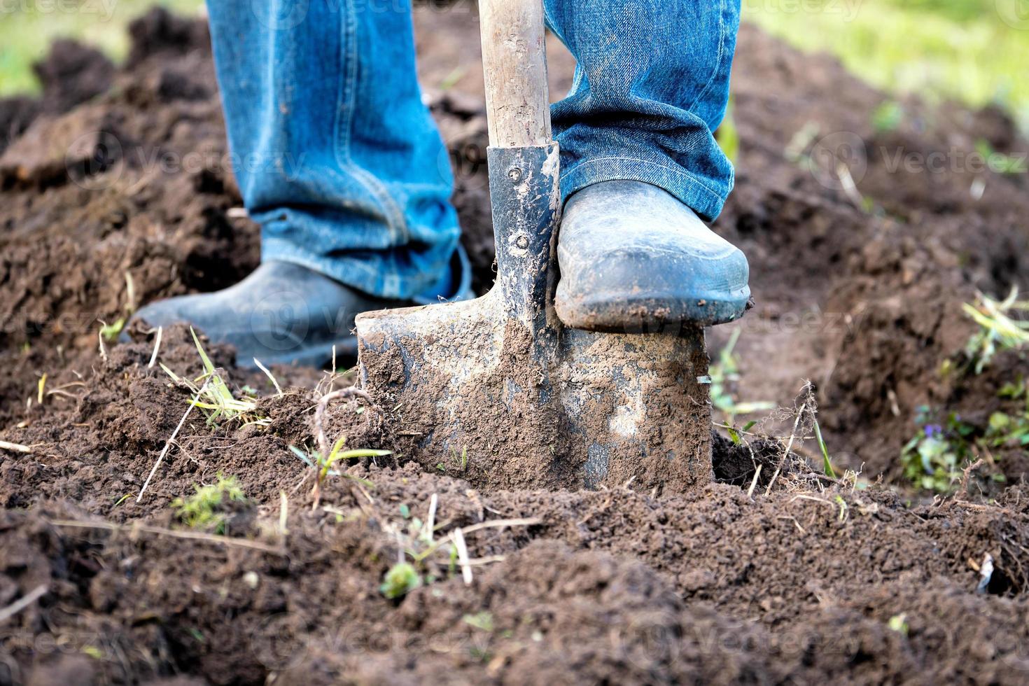 pies masculinos con botas de goma cavando el suelo en la cama del jardín con una pala vieja en el jardín de verano foto