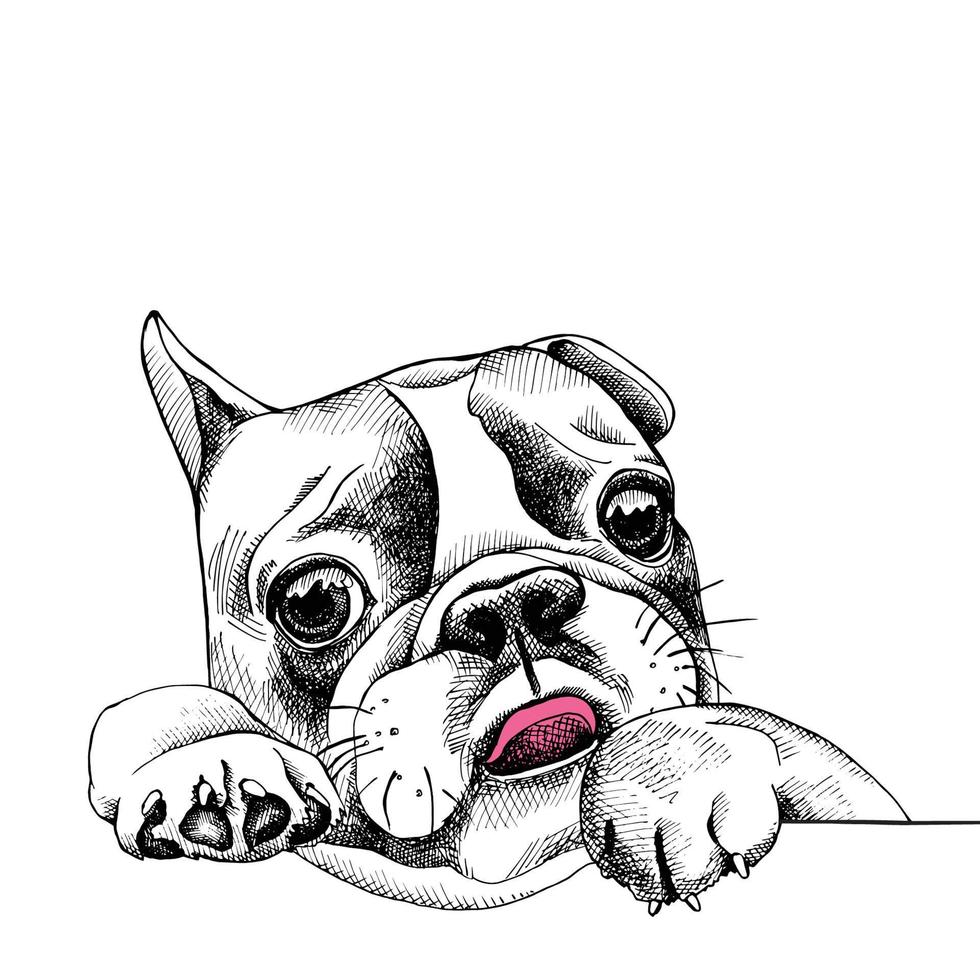 cara de perro de dibujos animados vector