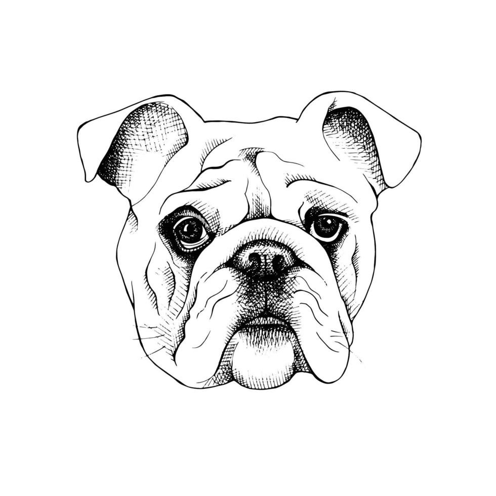 cara de perro de dibujos animados vector