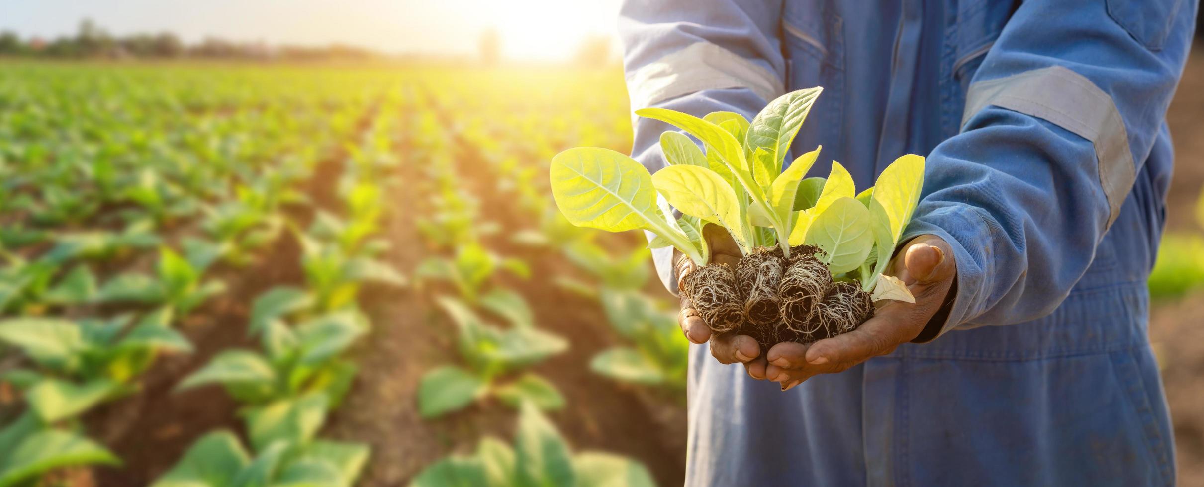 agricultor tailandés plantando los jóvenes de tabaco verde en el campo en el norte de tailandia foto