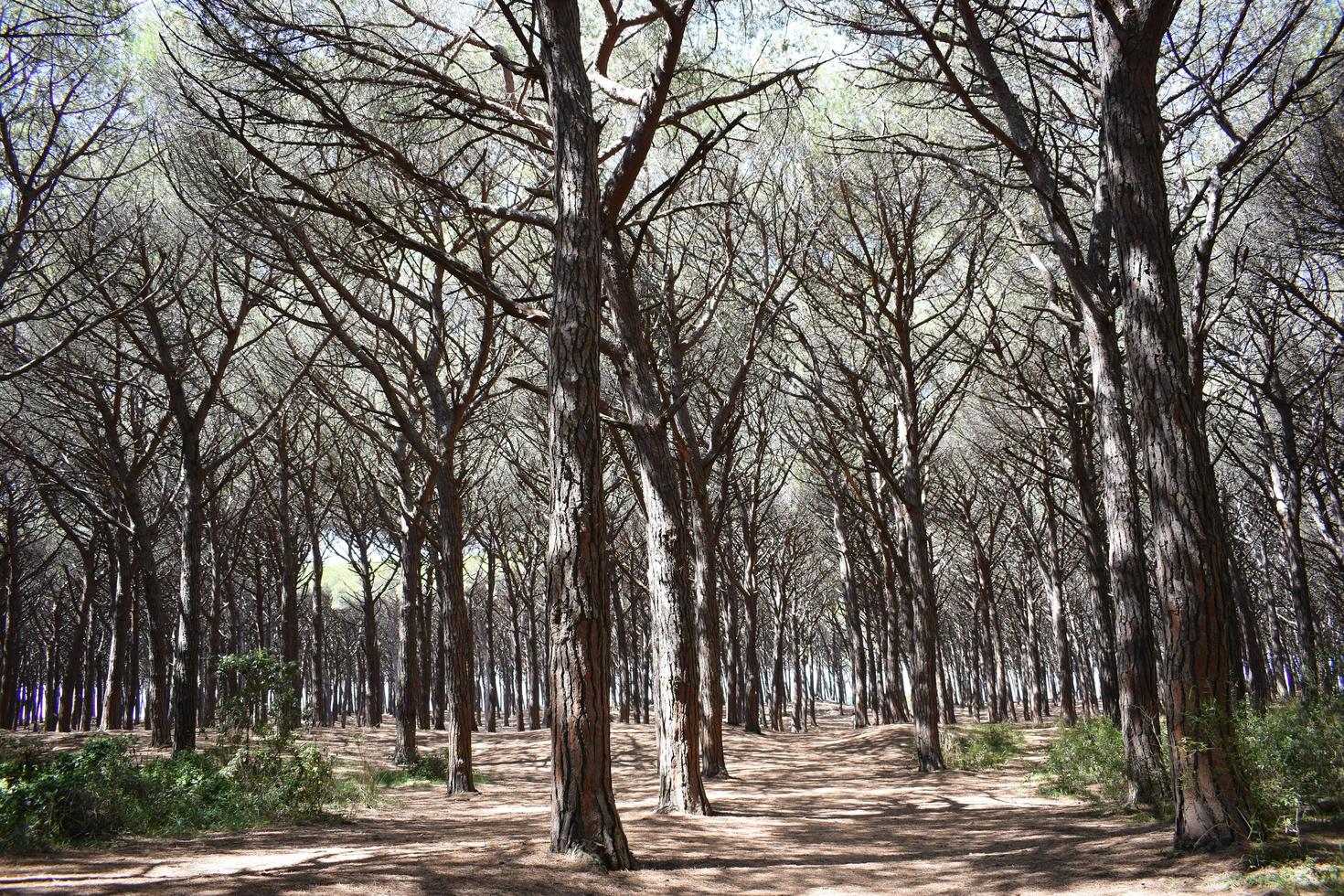 tema del bosque de pinos foto