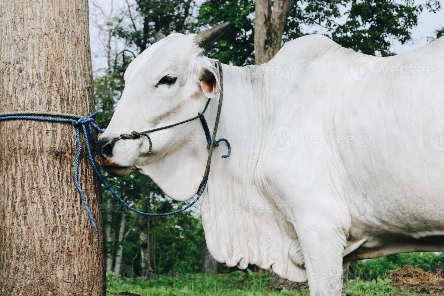 Ongole Crossbred cattle or Javanese Cow or White Cow or Bos taurus is the largest cattle in Indonesia in traditional farm, Indonesia. Traditional livestock breeding photo