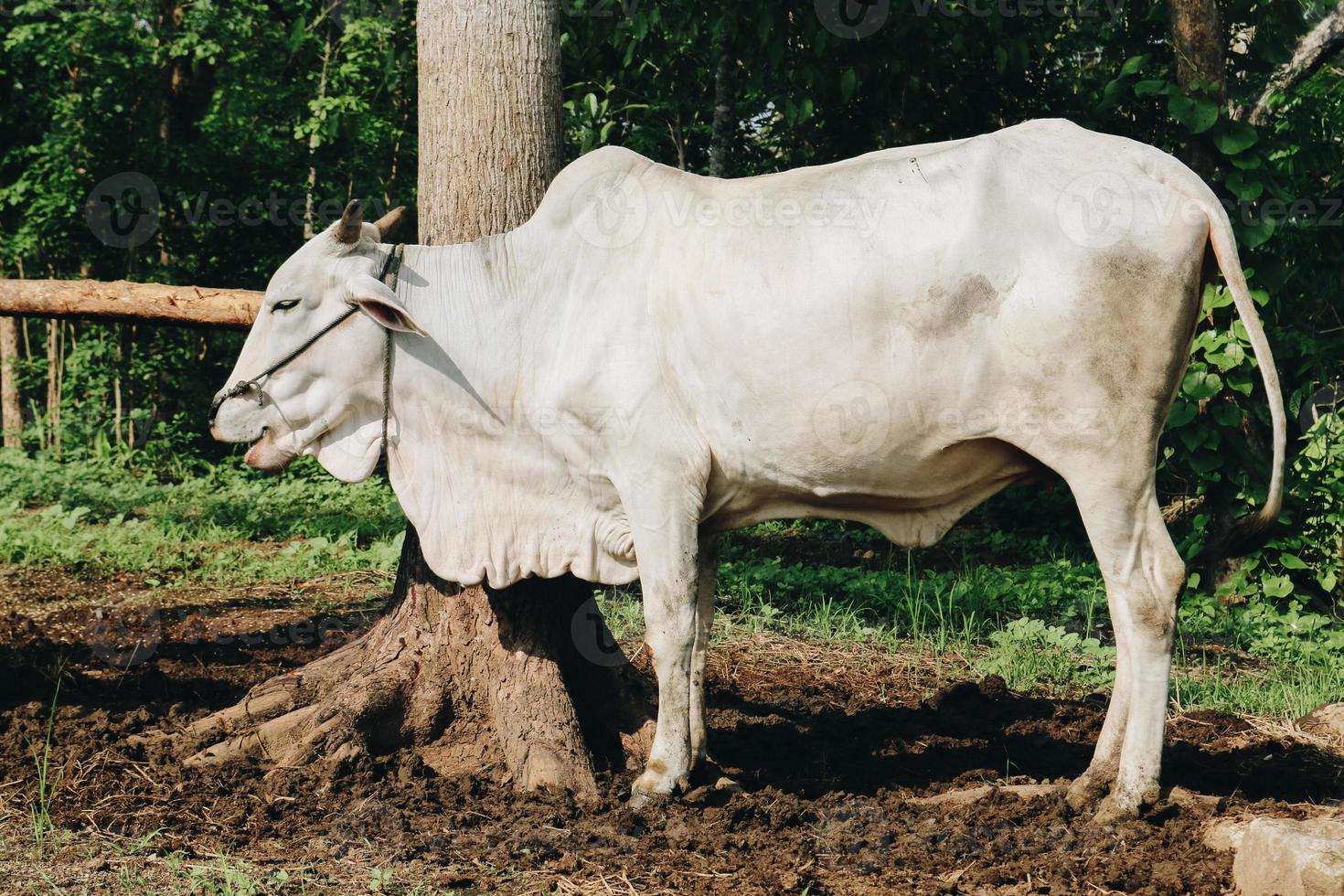 Ongole Crossbred cattle or Javanese Cow or White Cow or Bos taurus is the largest cattle in Indonesia in traditional farm, Indonesia. Traditional livestock breeding photo