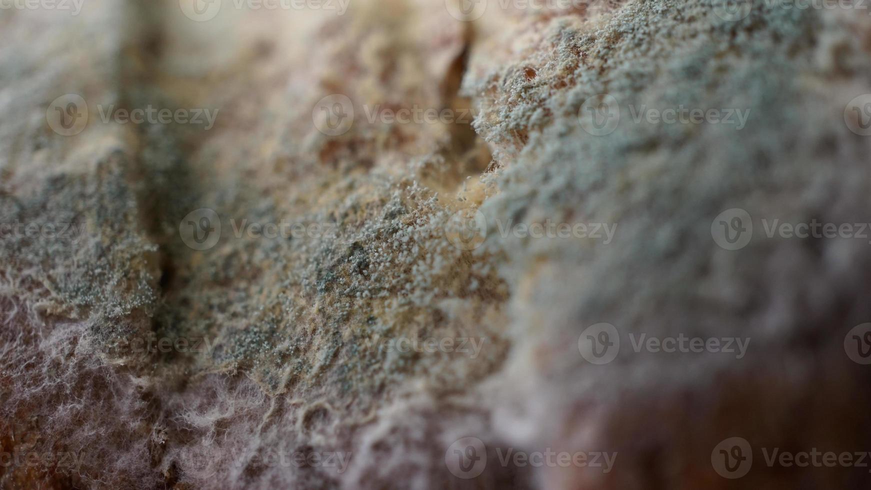 Macro shot of an old bread with mold in gree and white colors photo