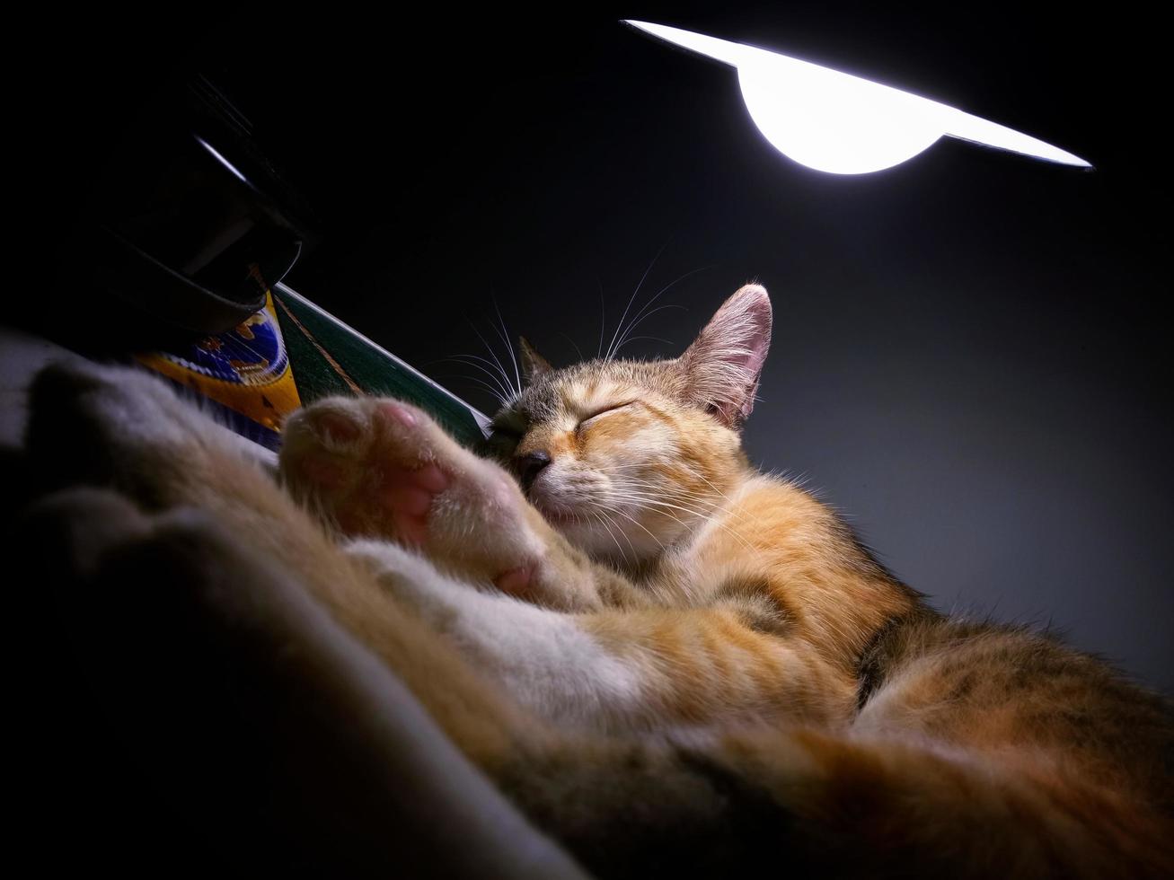 Photo of a sleeping cat illuminated by a bright light