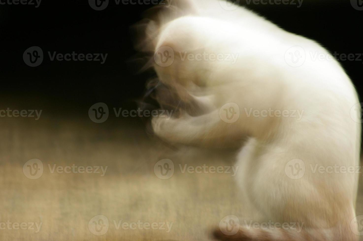 A white cat is trying to sweep a spider's web on its face. photo