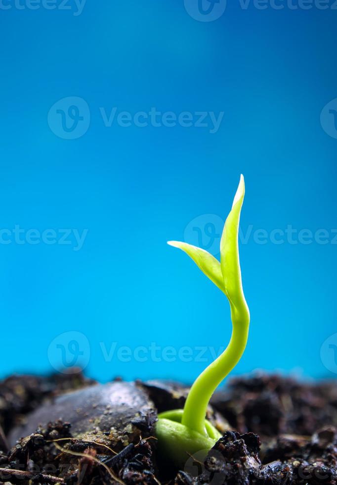 Brote de hojas de siembra de plantas jóvenes y fondo azul. foto