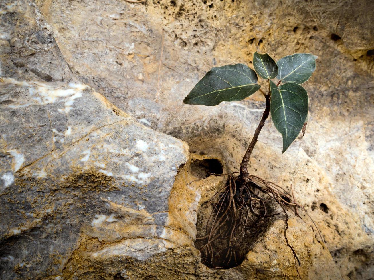 Bodhi fig tree that grows on the rock photo