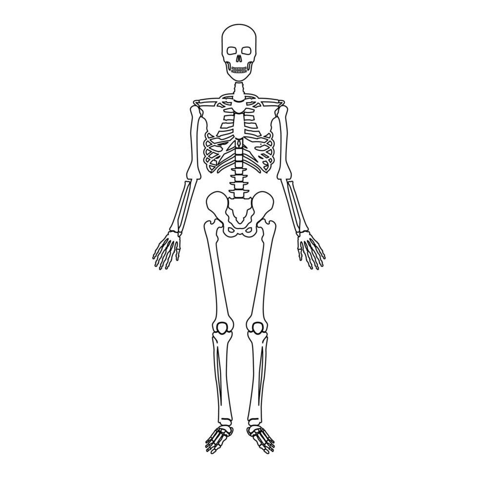 esqueleto humano contorno contorno línea icono negro color vector ilustración imagen delgado estilo plano