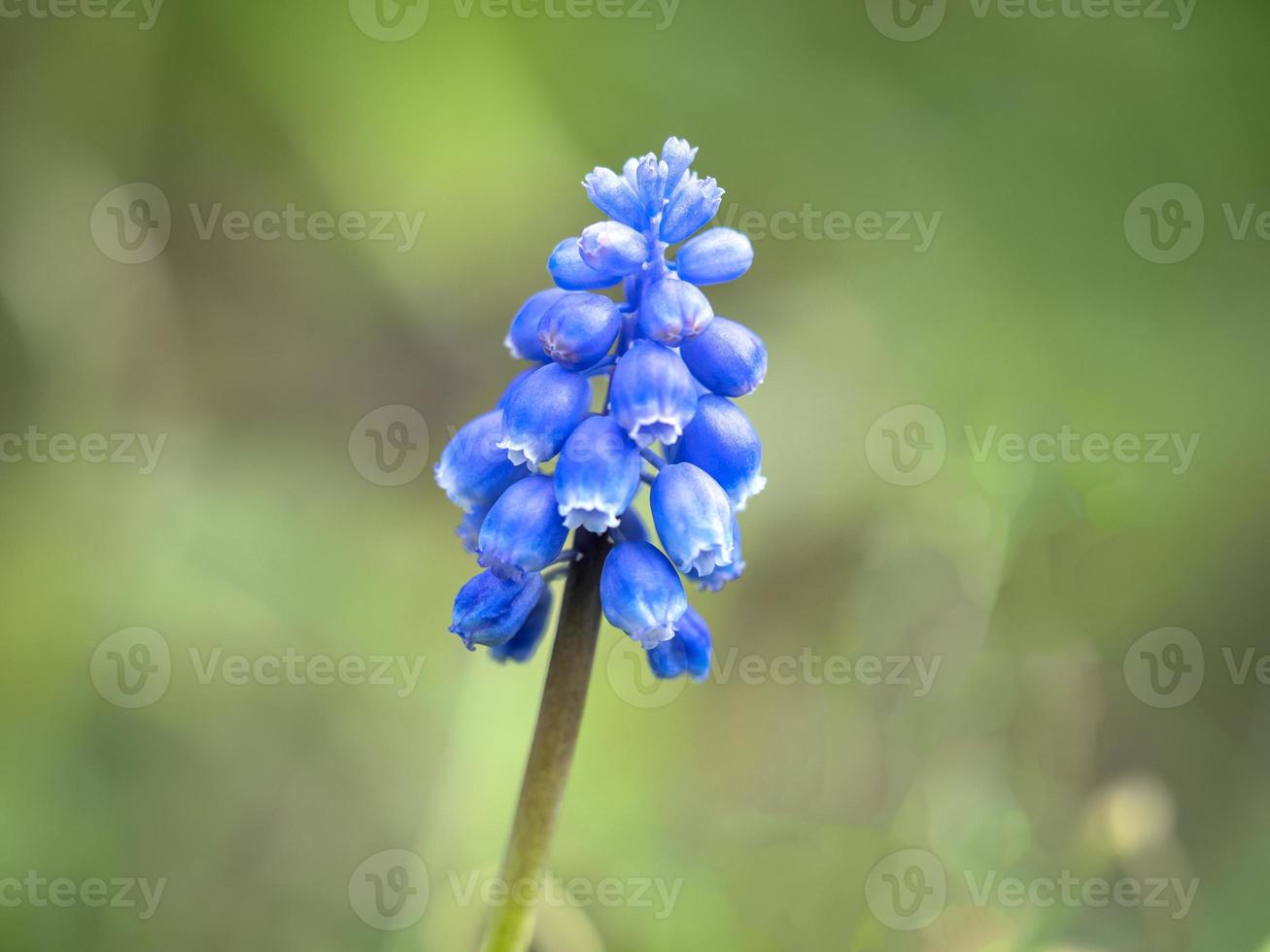 Closeup of a pretty grape hyacinth flower photo