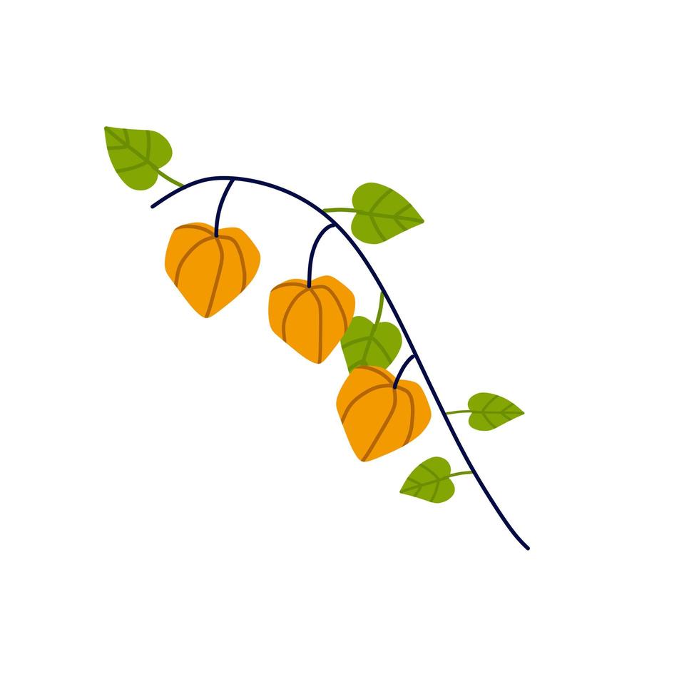 Physalis branch. Orange flower. Ornamental plant. Flat cartoon illustration. vector