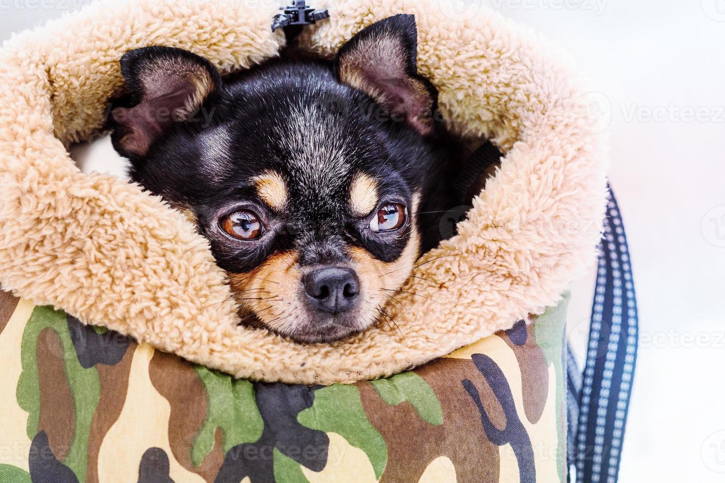 Dog mini breed chihuahua in a dog bag in snowy weather in winter. Animal, pet. photo