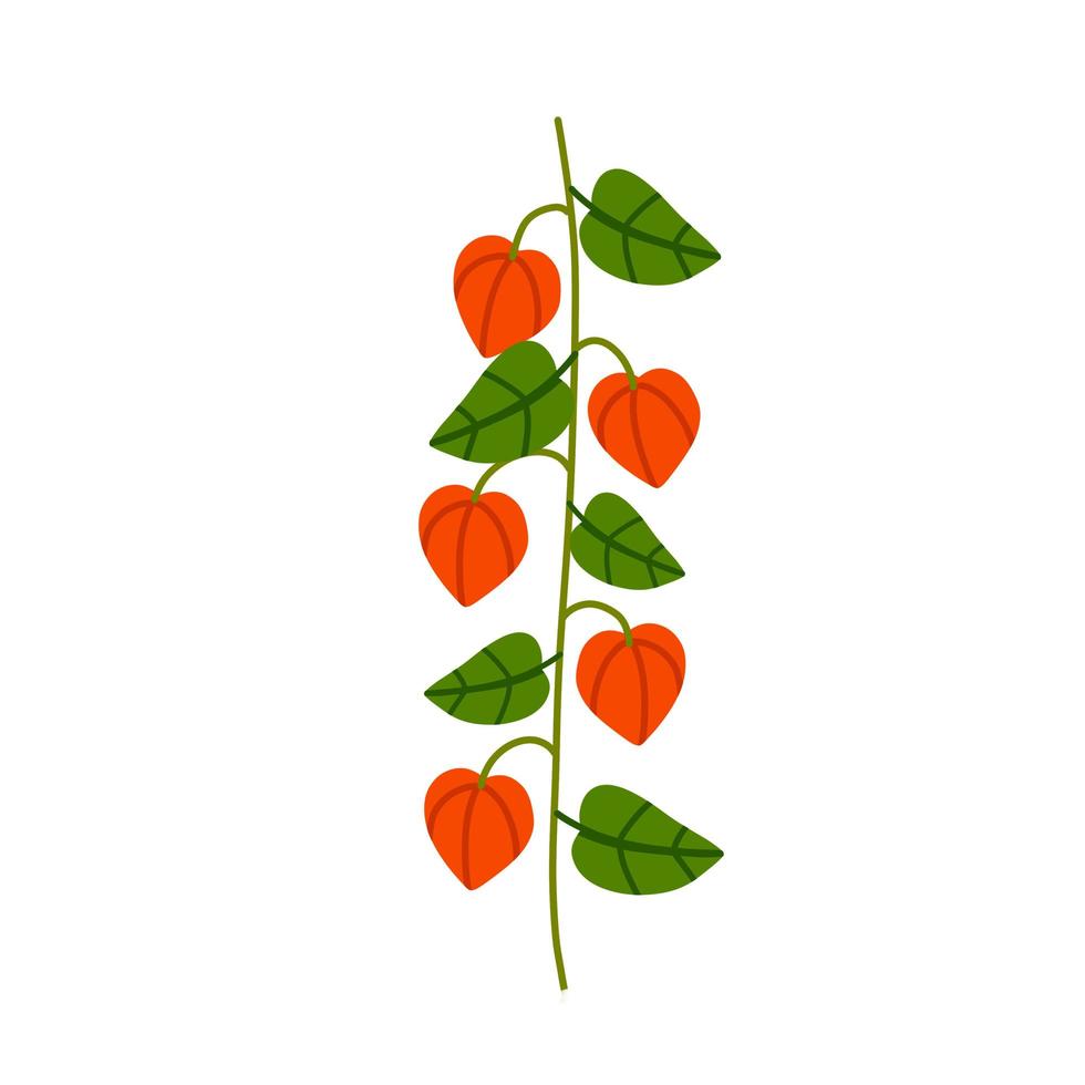 Physalis branch. Orange flower. Ornamental plant. Flat cartoon illustration vector