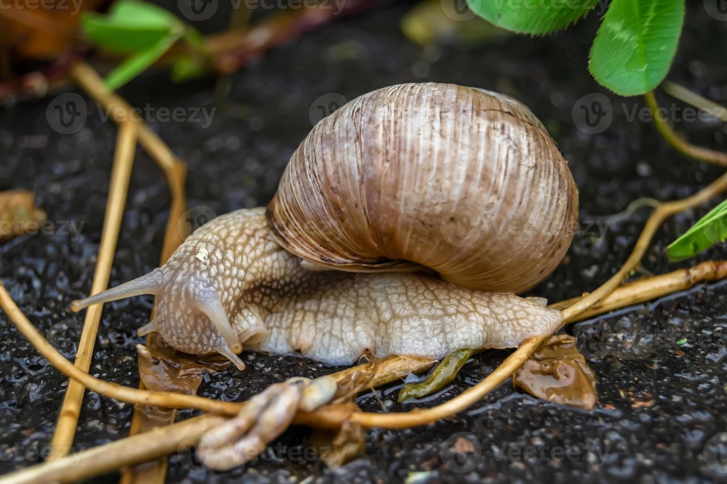 Big garden snail in shell crawling on wet road photo