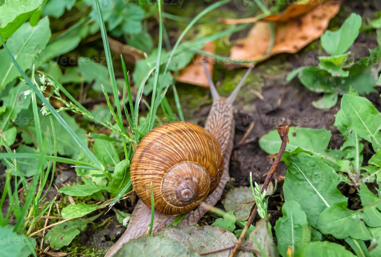 Big garden snail in shell crawling on wet road photo