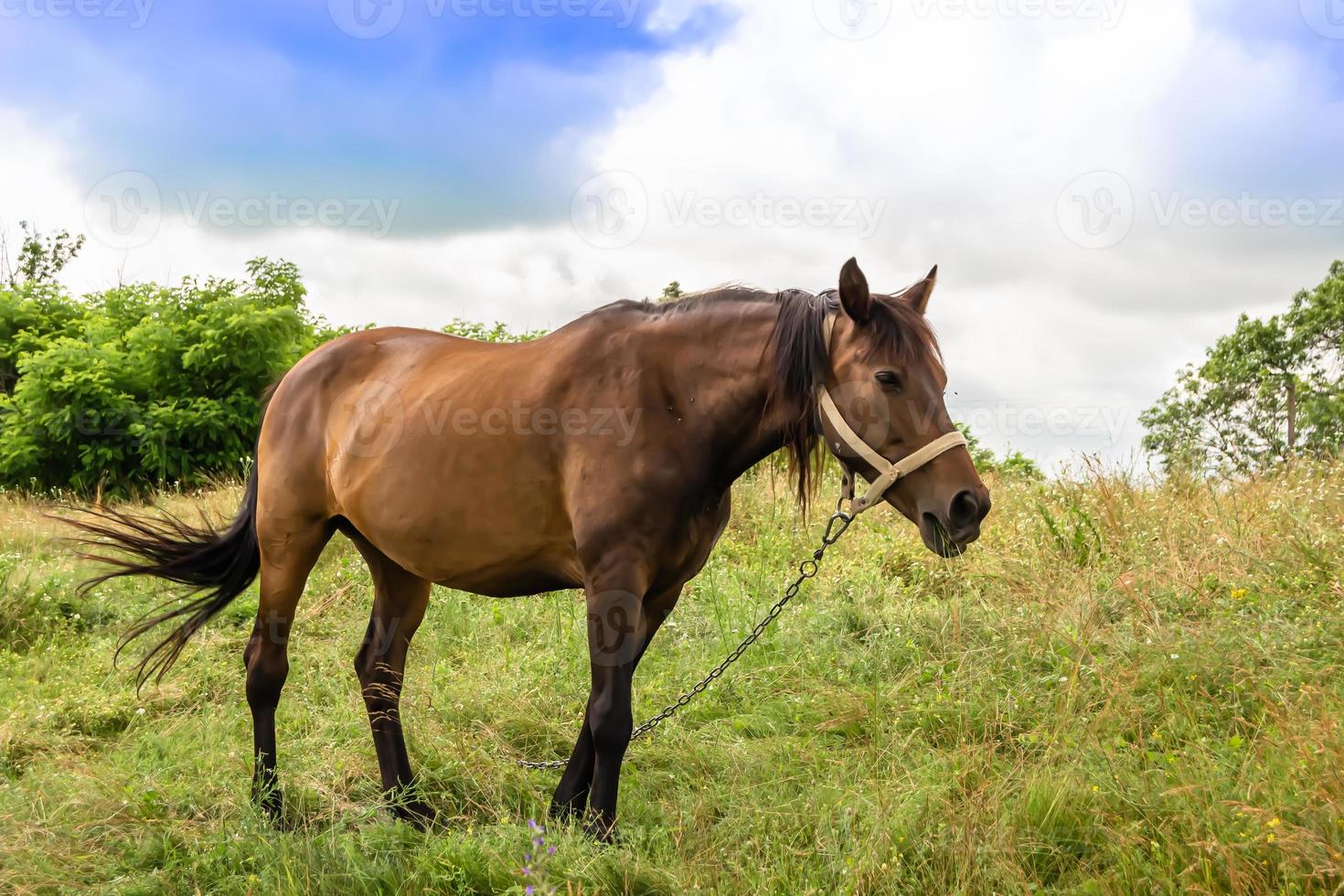 Beautiful wild brown horse stallion on summer flower meadow photo