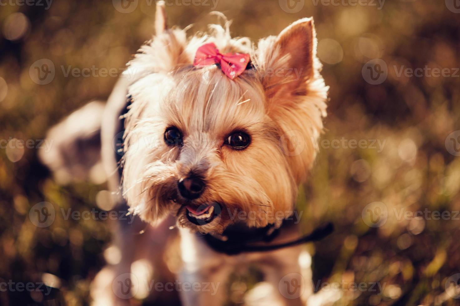 Yorkshire Terrie in park photo