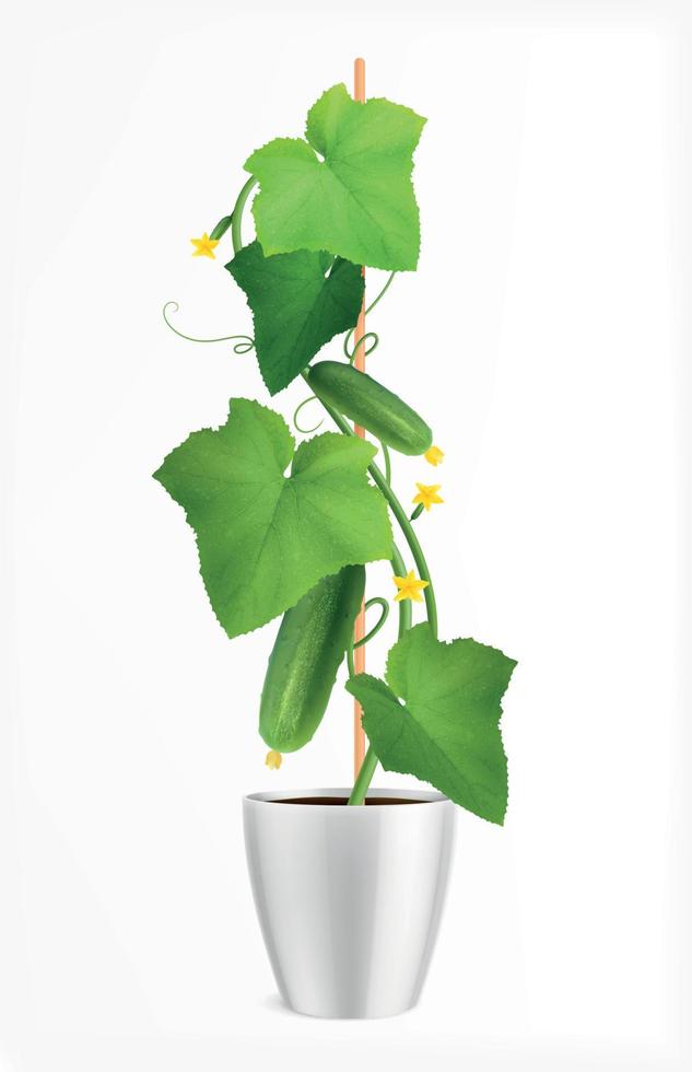 ilustración de la planta de pepino vector