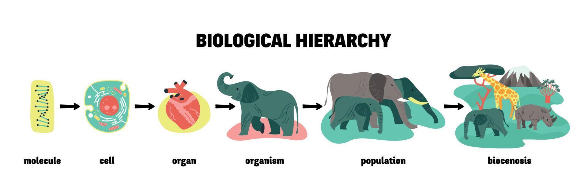 Biological Hierarchy Infographic Scheme vector