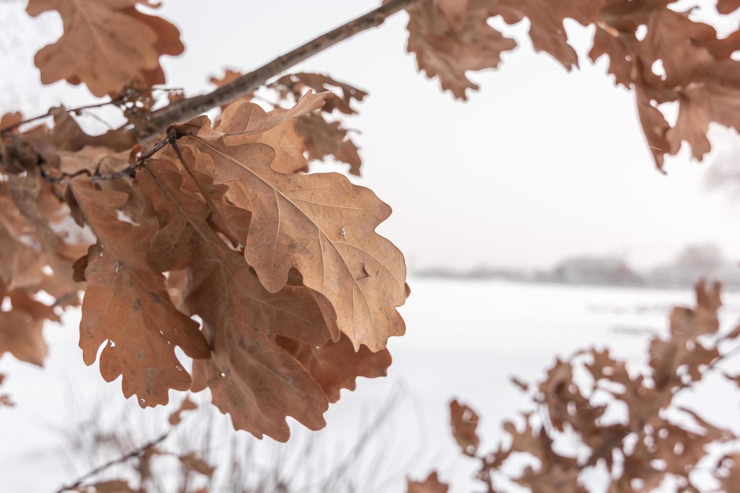 Oak branch with dry leaves photo