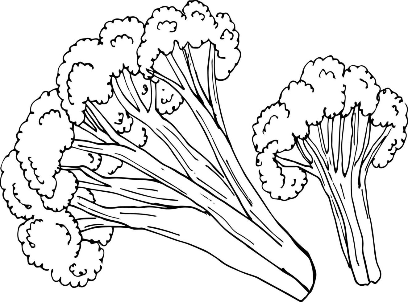 Sketch Cauliflower on white background. Hand drawn vector illustration.