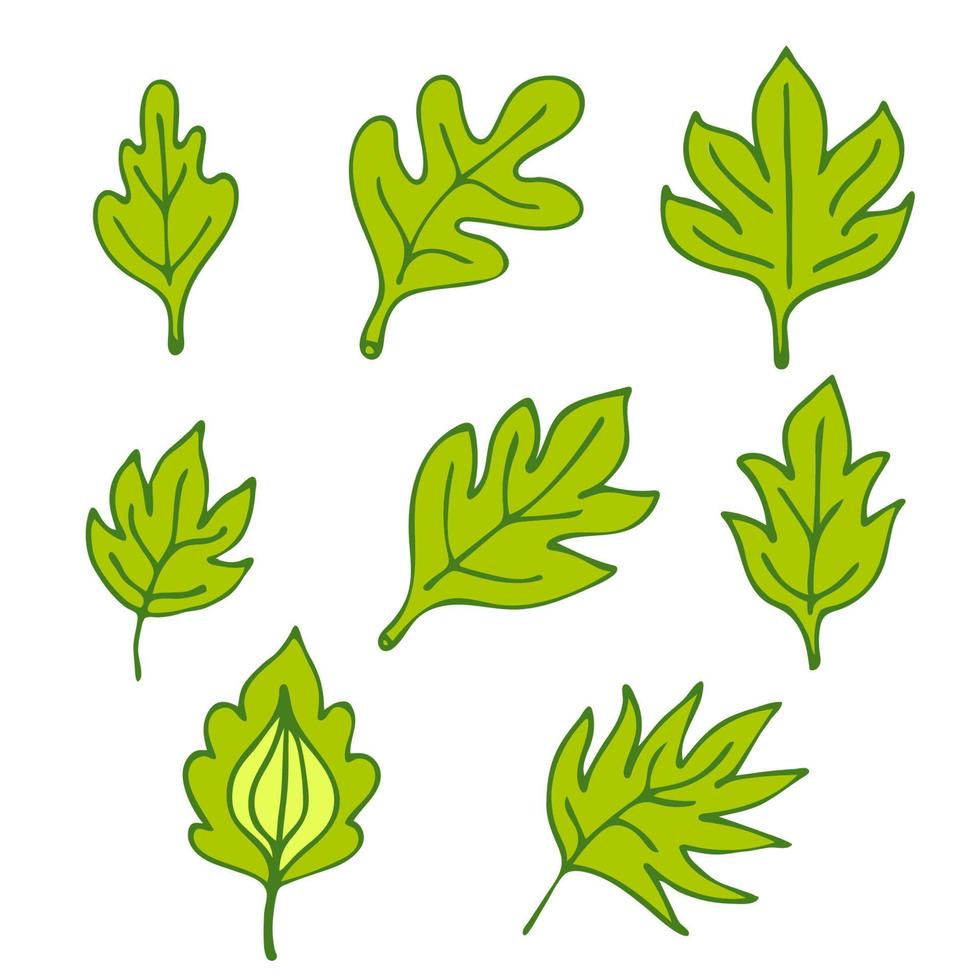 conjunto de hojas dibujadas a mano aisladas sobre fondo blanco. vector
