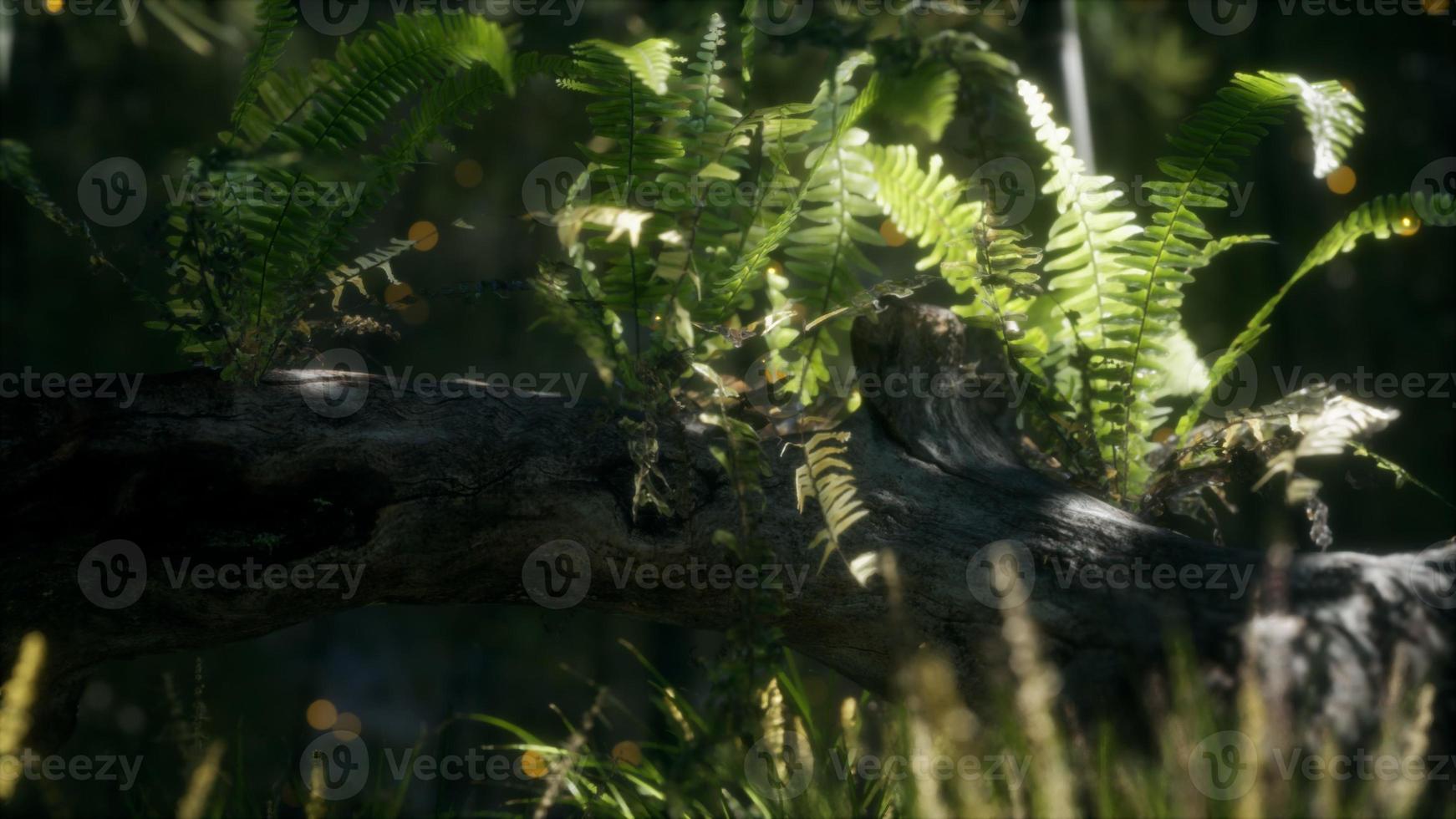 horizontally bending tree trunk with ferns growing, and sunlight shining photo