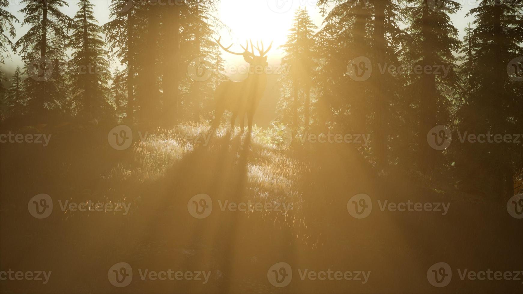 Deer Male in Forest at Sunset photo