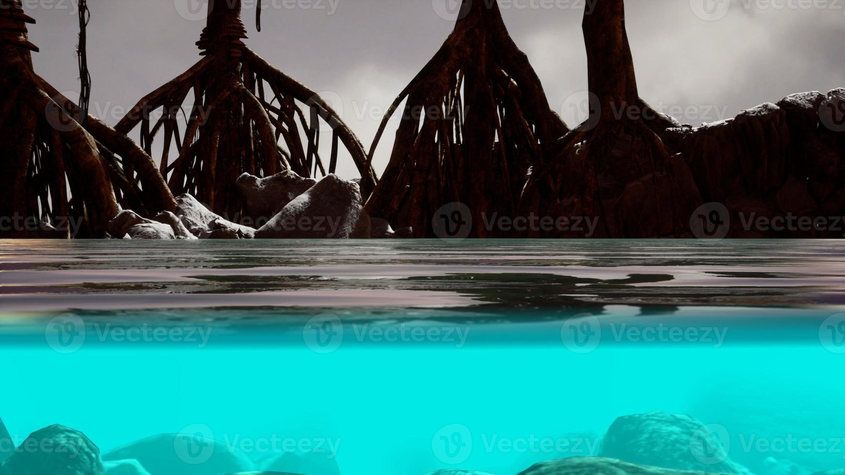Above and below the sea surface near mangrove trees photo