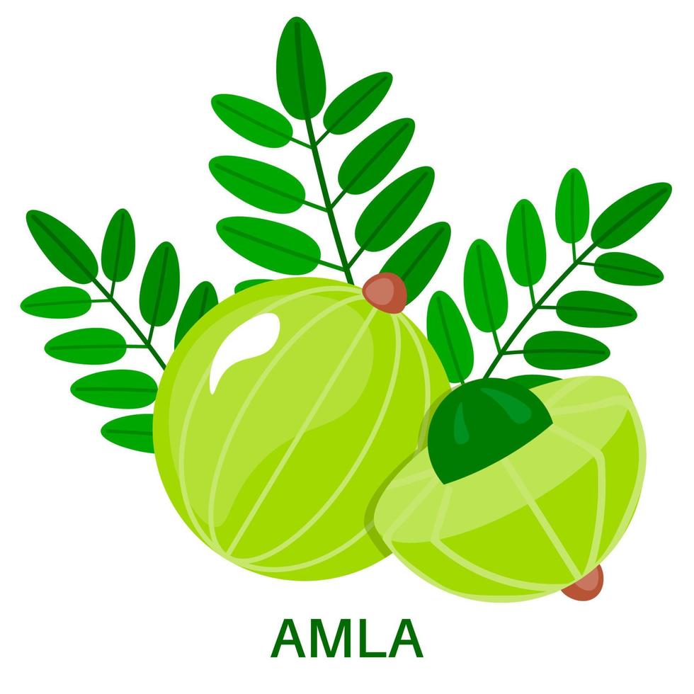 Amla icon in flat style isolated on white background. Indian gooseberry.  Medical fruit. vector