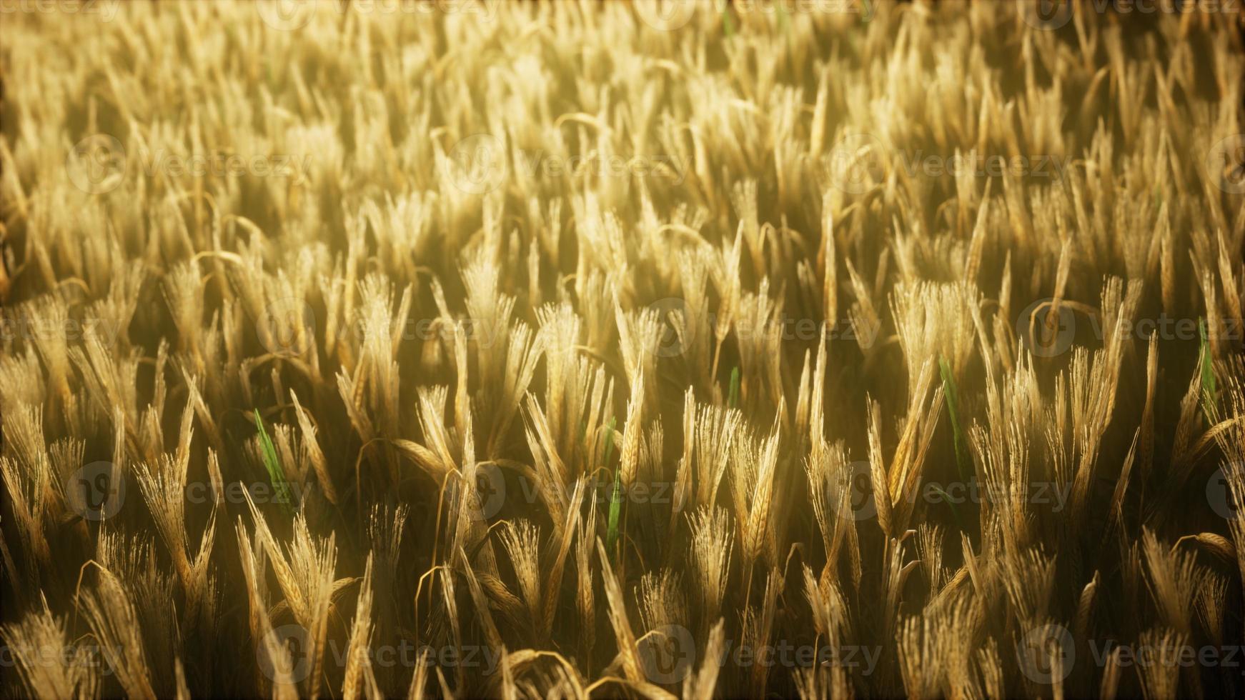 8K Ripe yellow rye field under beautiful summer sunset sky photo