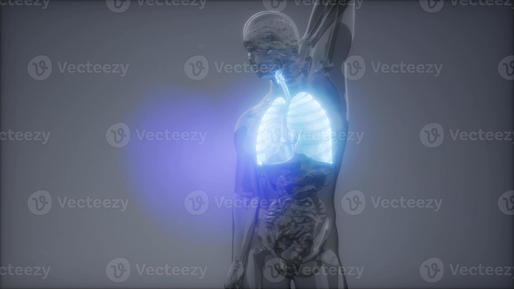 Human Lungs Radiology Exam photo