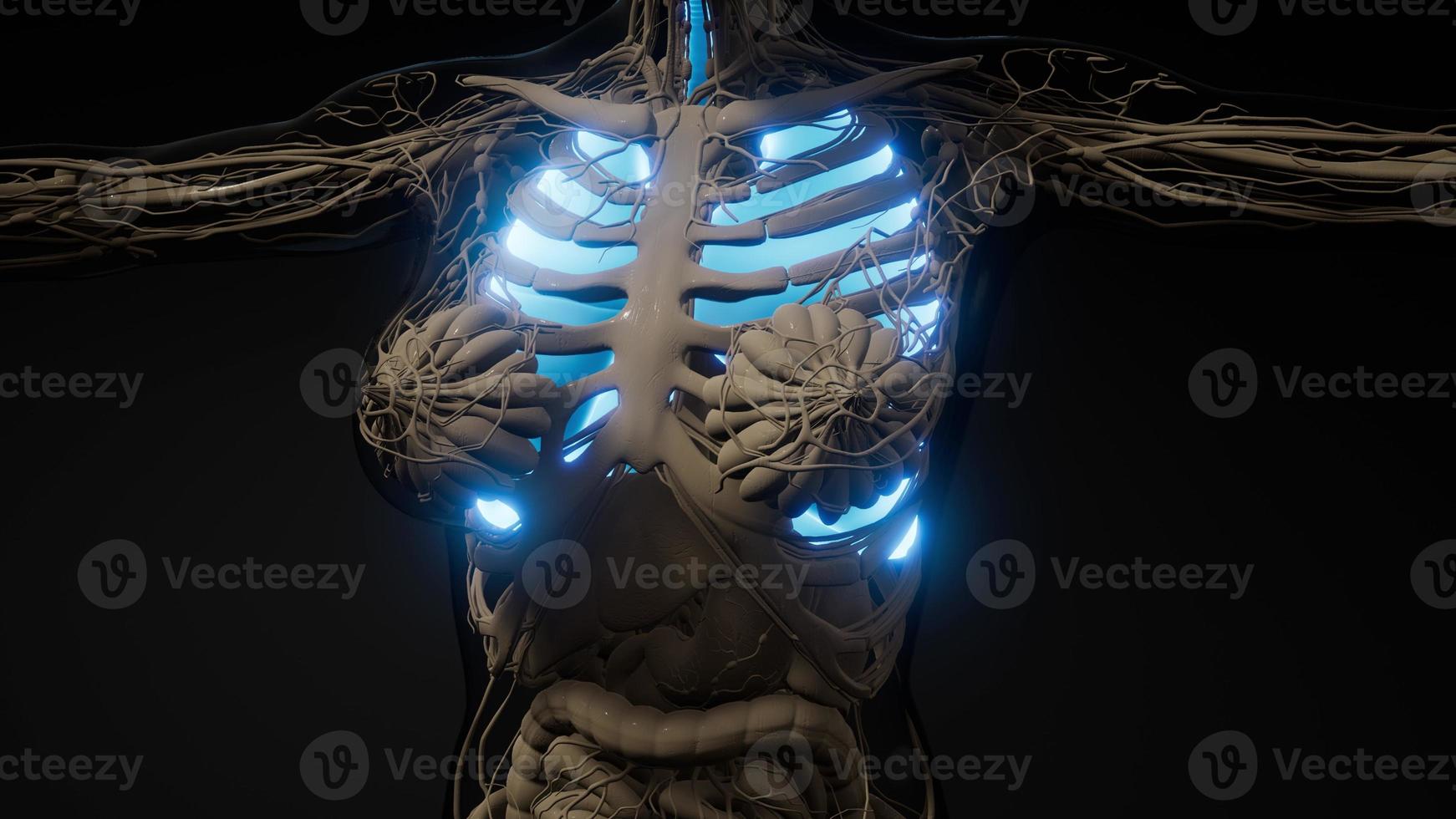examen de radiología de pulmones humanos foto