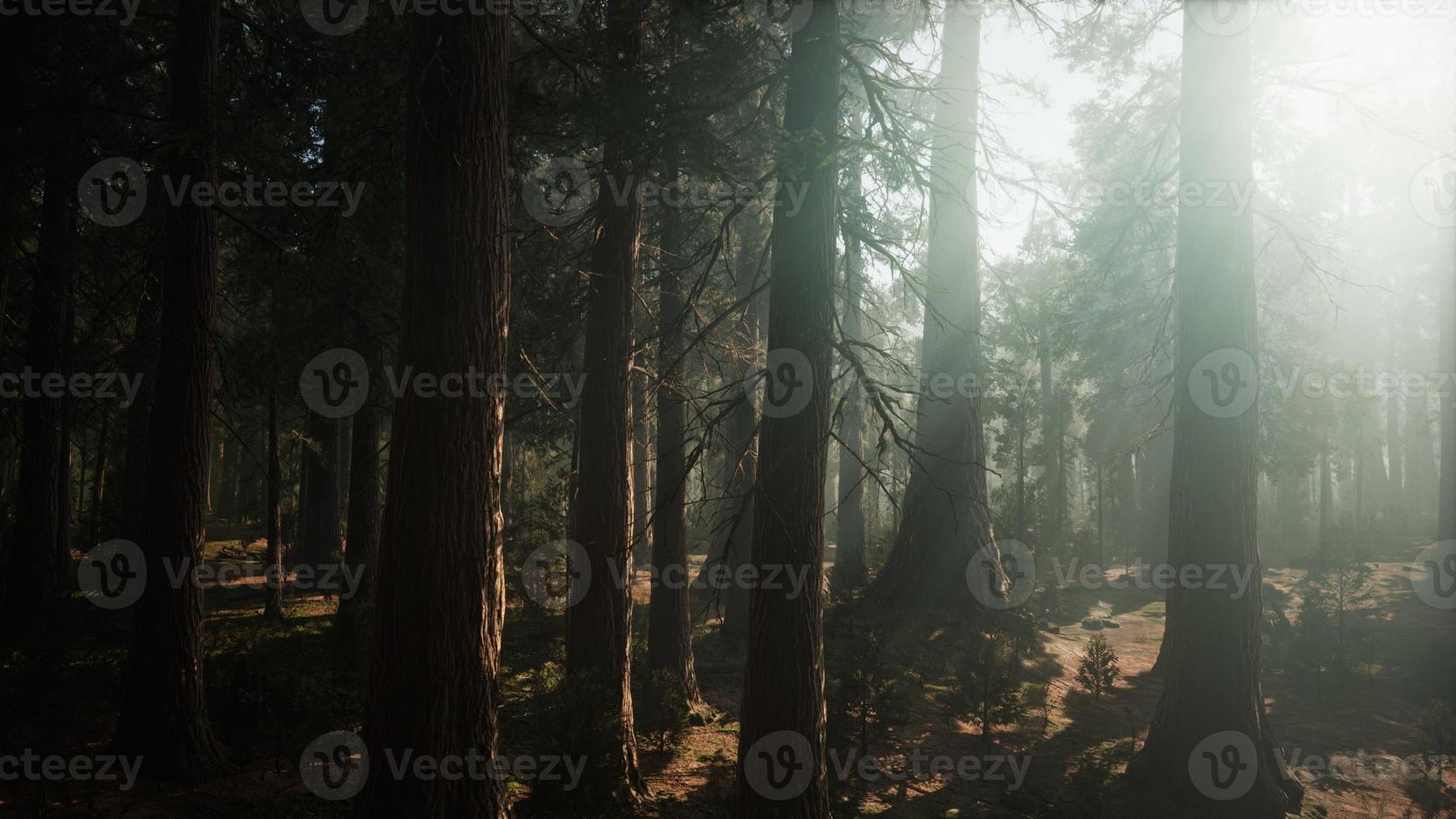 Giant Sequoia Trees at summertime in Sequoia National Park, California photo