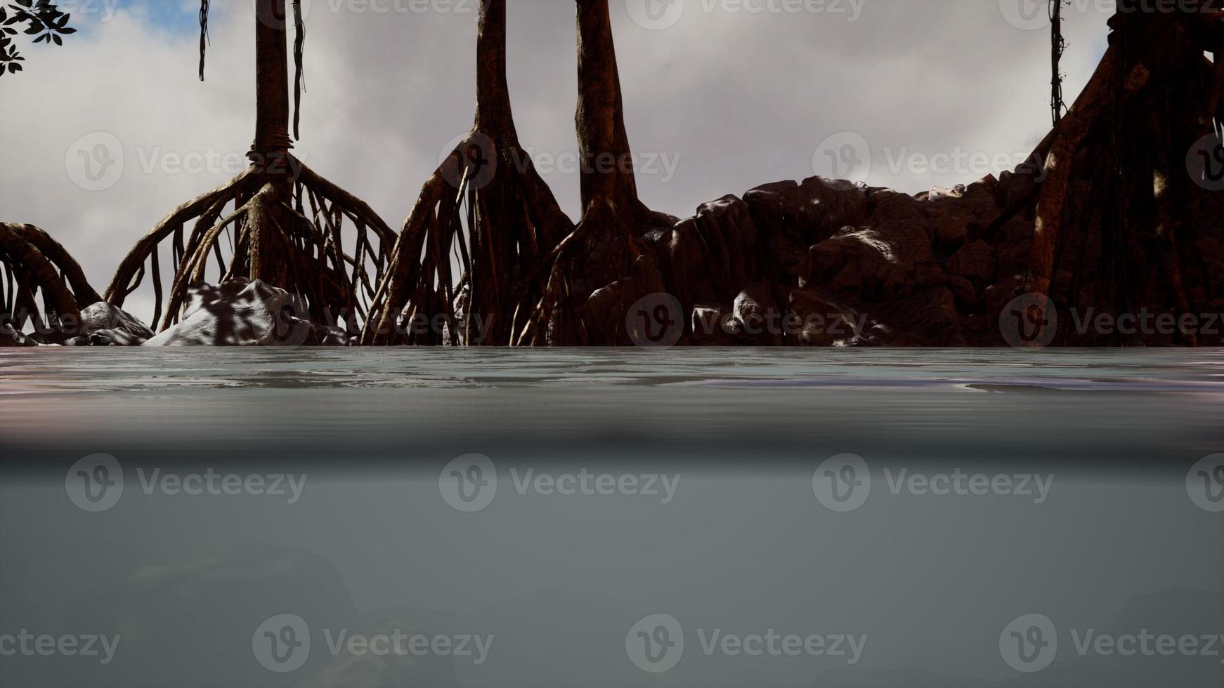 Above and below the sea surface near mangrove trees photo