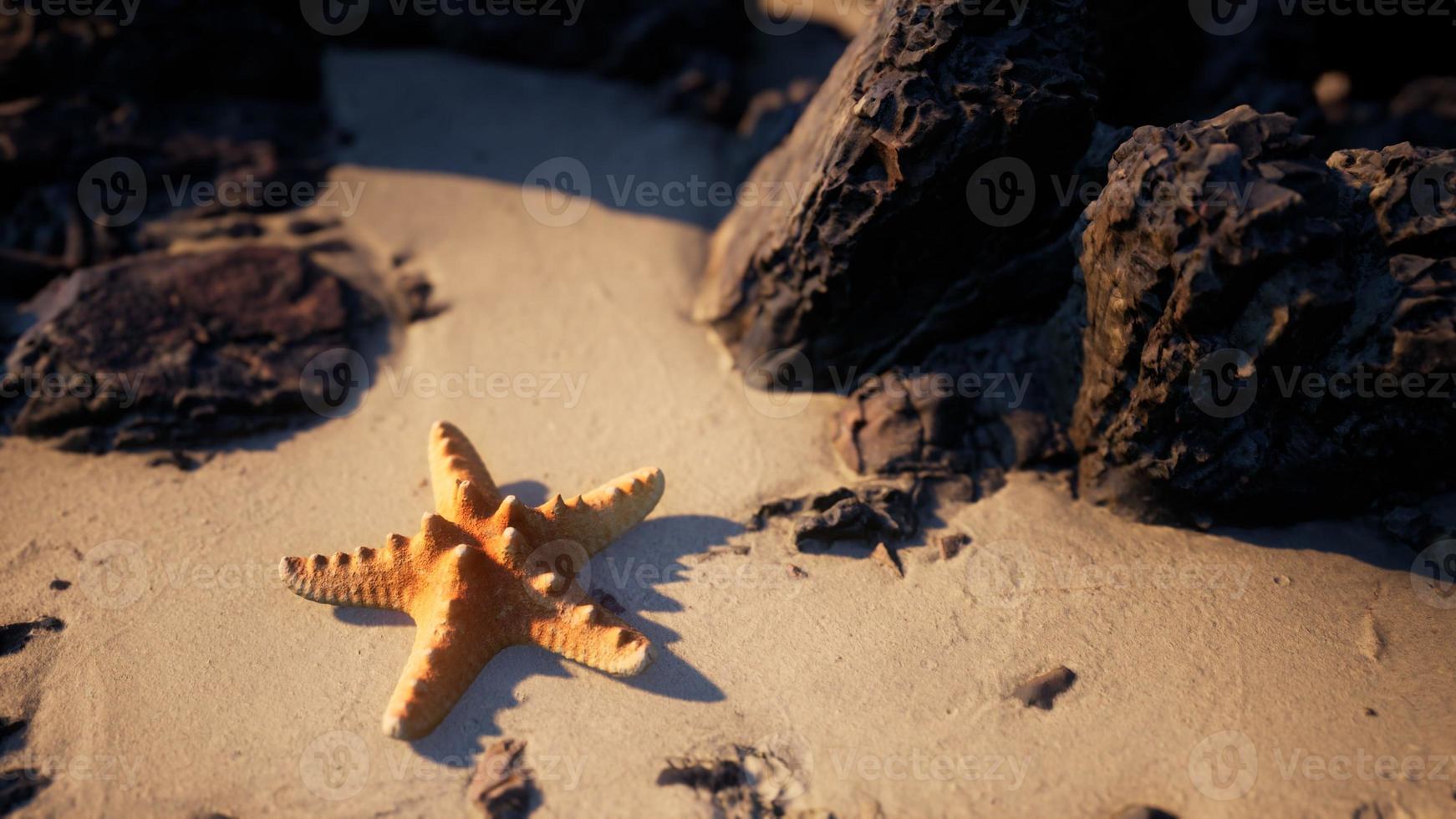 Starfish on sandy beach at sunset photo