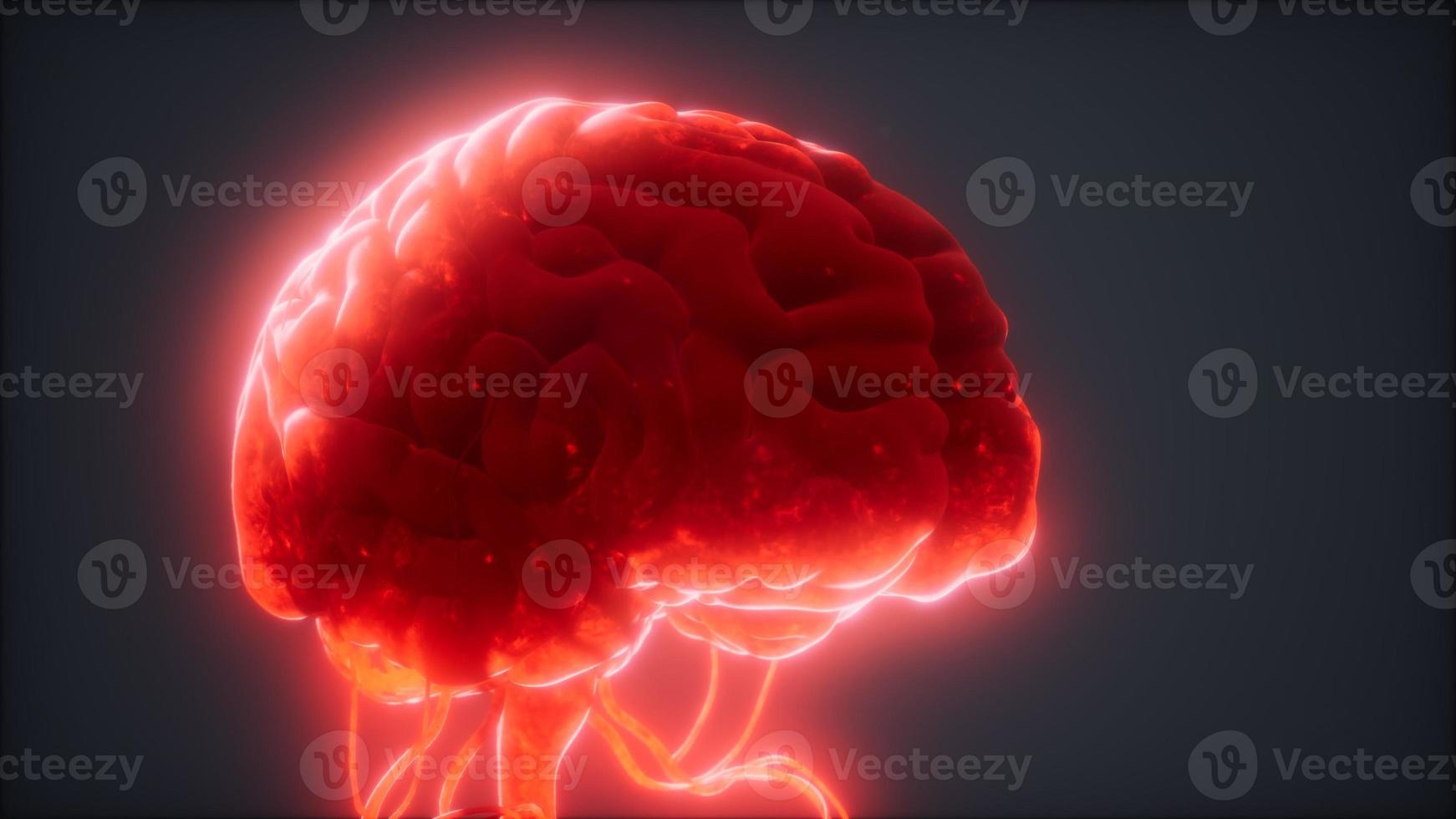 animated model of human brain photo