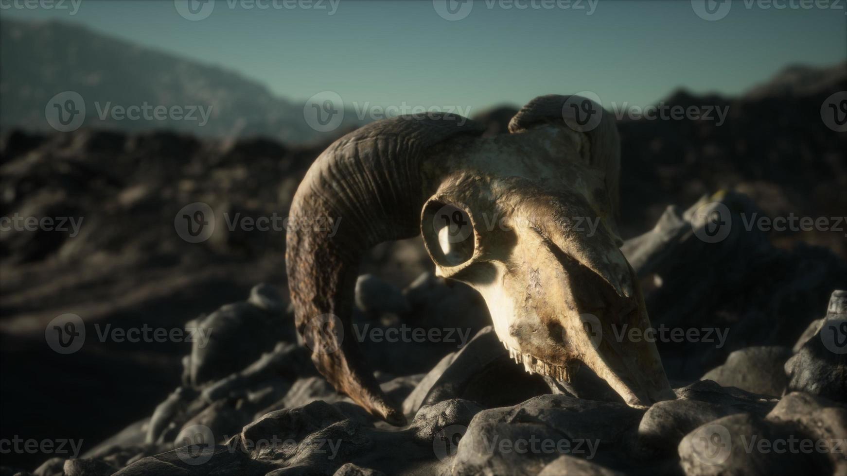 European mouflon ram skull in natural conditions in rocky mountains photo